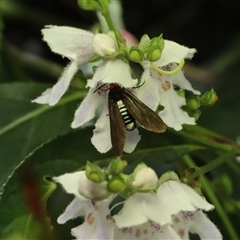 Hestiochora (genus) (A Forester or Burnet moth (Artonini)) at Palerang, NSW - Yesterday by Csteele4
