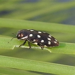 Diphucrania duodecimmaculata (12-spot jewel beetle) at Acton, ACT - Yesterday by HelenCross