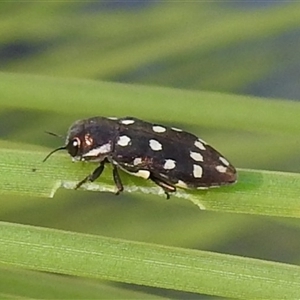 Diphucrania duodecimmaculata (12-spot jewel beetle) at Acton, ACT - Today by HelenCross