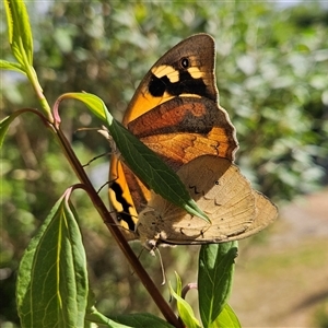 Heteronympha merope (Common Brown Butterfly) at Braidwood, NSW - Today by MatthewFrawley
