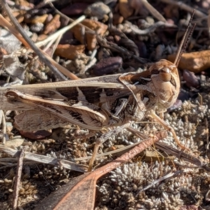 Oedaleus australis at Franklin, ACT - Today by chriselidie