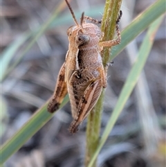 Unverified Grasshopper (several families) at Gungahlin, ACT - Yesterday by chriselidie