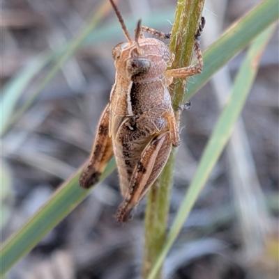 Unverified Grasshopper (several families) at Gungahlin, ACT - Yesterday by chriselidie