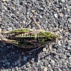 Perunga ochracea at Gungahlin, ACT - Yesterday by chriselidie