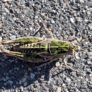 Perunga ochracea at Gungahlin, ACT - Today by chriselidie