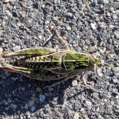 Perunga ochracea at Gungahlin, ACT - Yesterday by chriselidie