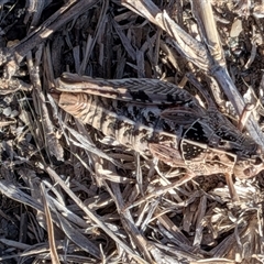 Perunga ochracea at Gungahlin, ACT - Yesterday by chriselidie