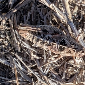 Perunga ochracea at Gungahlin, ACT - Yesterday by chriselidie