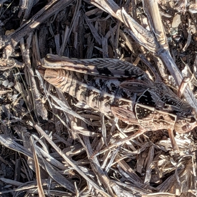 Perunga ochracea at Gungahlin, ACT - Yesterday by chriselidie