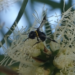 Hylaeus (Prosopisteron) primulipictus at Hall, ACT - Yesterday by Anna123