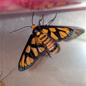 Unverified Insect at Cobdogla, SA - Yesterday by Mengersen