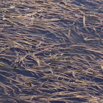 Vallisneria australis (Ribbonweed, Eelweed) at Tharwa, ACT - 8 Dec 2025 by RodDeb