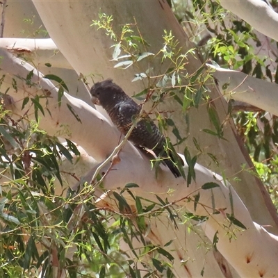 Callocephalon fimbriatum (Gang-gang Cockatoo) at Tharwa, ACT - 8 Dec 2025 by RodDeb