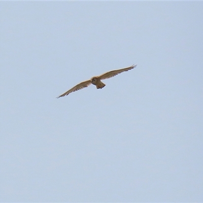 Falco cenchroides at Tharwa, ACT - 8 Dec 2025 by RodDeb