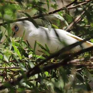 Cacatua sanguinea at Tharwa, ACT - 8 Dec 2025 by RodDeb