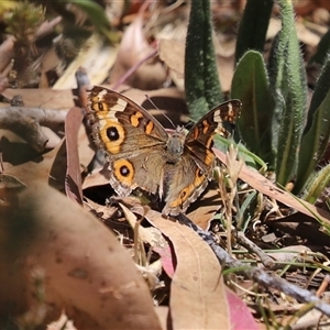 Junonia villida at Tharwa, ACT - 8 Dec 2025 by RodDeb