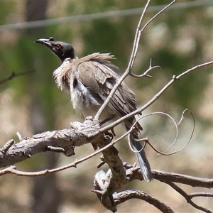 Philemon corniculatus at Tharwa, ACT - 8 Dec 2025 by RodDeb