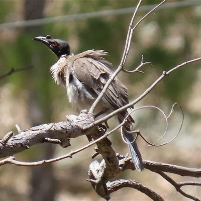 Philemon corniculatus at Tharwa, ACT - 8 Dec 2025 by RodDeb