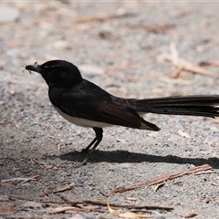Rhipidura leucophrys at Tharwa, ACT - 8 Dec 2025 by RodDeb