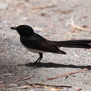 Rhipidura leucophrys at Tharwa, ACT - 8 Dec 2025 by RodDeb