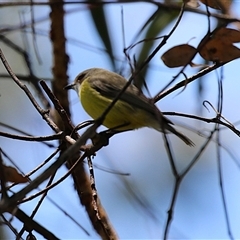 Gerygone olivacea at Tharwa, ACT - 8 Dec 2025 by RodDeb