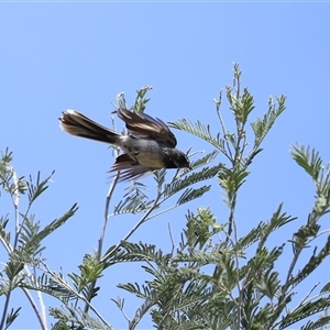 Rhipidura albiscapa at Tharwa, ACT - 8 Dec 2025 by RodDeb