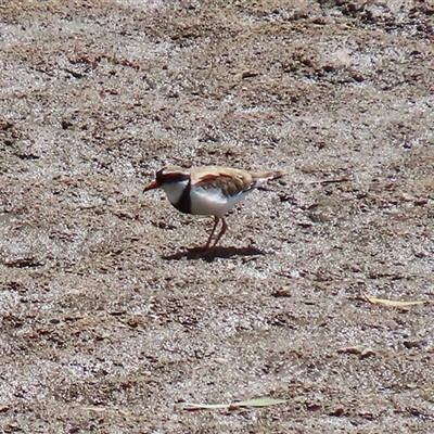 Thinornis melanops (Black-fronted Dotterel) at Tharwa, ACT - 8 Dec 2025 by RodDeb