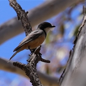 Pachycephala rufiventris at Tharwa, ACT - 8 Dec 2025 by RodDeb