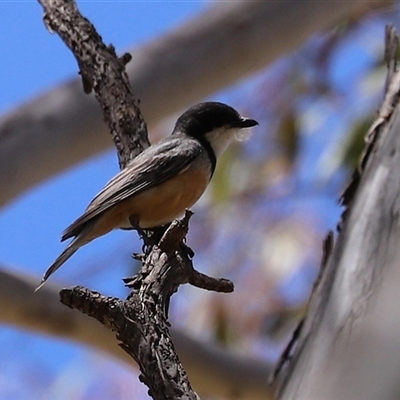 Pachycephala rufiventris at Tharwa, ACT - 8 Dec 2025 by RodDeb