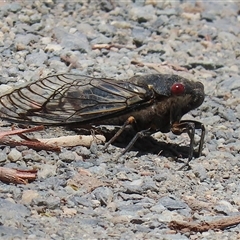 Psaltoda moerens (Redeye cicada) at Tharwa, ACT - 8 Dec 2025 by RodDeb