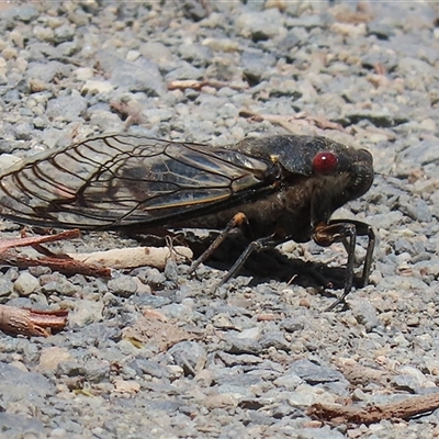 Psaltoda moerens (Redeye cicada) at Tharwa, ACT - 8 Dec 2025 by RodDeb