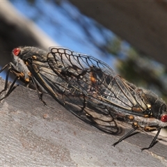 Psaltoda moerens (Redeye cicada) at Denman Prospect, ACT - 8 Dec 2025 by Harrisi