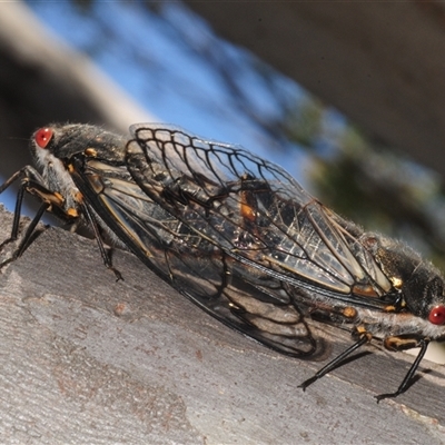 Psaltoda moerens (Redeye cicada) at Denman Prospect, ACT - 8 Dec 2025 by Harrisi