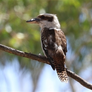 Dacelo novaeguineae at Tharwa, ACT - 8 Dec 2025 by RodDeb