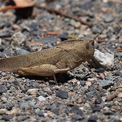 Goniaea australasiae at Tharwa, ACT - 8 Dec 2025 by RodDeb