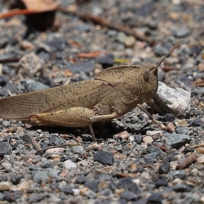 Goniaea australasiae at Tharwa, ACT - 8 Dec 2025 by RodDeb