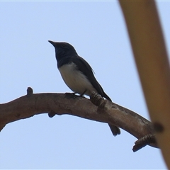 Myiagra rubecula at Tharwa, ACT - 8 Dec 2025 by RodDeb