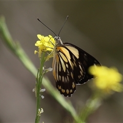 Belenois java (Caper White) at Tharwa, ACT - 8 Dec 2025 by RodDeb