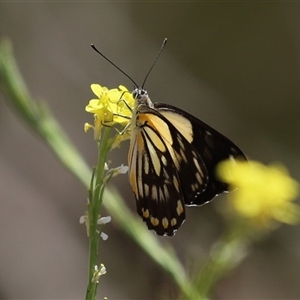 Belenois java at Tharwa, ACT - 8 Dec 2025 by RodDeb
