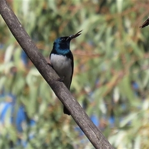 Myiagra cyanoleuca at Tharwa, ACT - 8 Dec 2025 by RodDeb