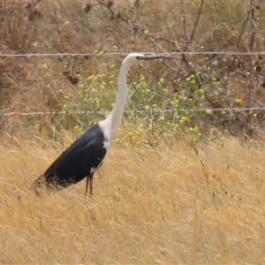 Ardea pacifica at Tharwa, ACT - 8 Dec 2025 by RodDeb