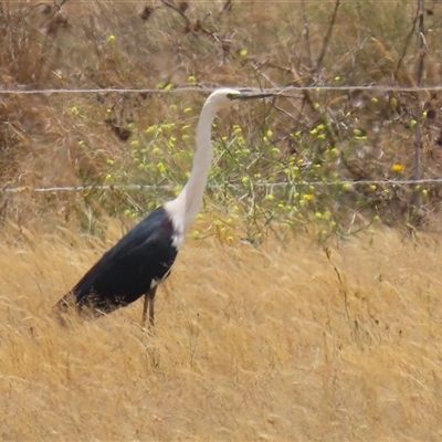 Ardea pacifica (White-necked Heron) at Tharwa, ACT - 8 Dec 2025 by RodDeb