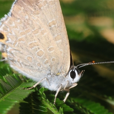 Unverified Blue or Copper (Lycaenidae) at Denman Prospect, ACT - 8 Dec 2025 by Harrisi