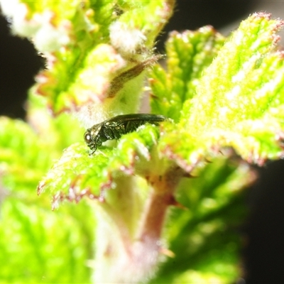 Aaaaba fossicollis (Raspberry jewel beetle) at Yarralumla, ACT - Yesterday by Harrisi