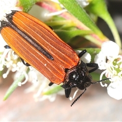Castiarina nasuta (A jewel beetle) at Yarralumla, ACT - Yesterday by Harrisi