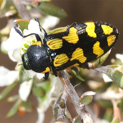 Castiarina octospilota (A Jewel Beetle) at Yarralumla, ACT - Yesterday by Harrisi