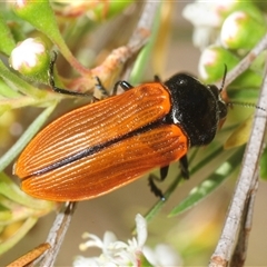 Castiarina rufipennis at Yarralumla, ACT - Yesterday by Harrisi