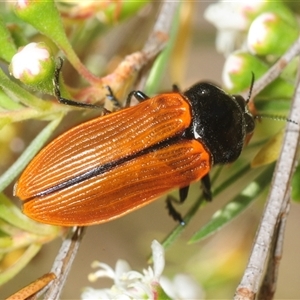 Castiarina rufipennis at Yarralumla, ACT - Yesterday by Harrisi