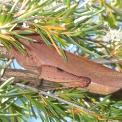Unverified Grasshopper (several families) at Yarralumla, ACT - Yesterday by Harrisi