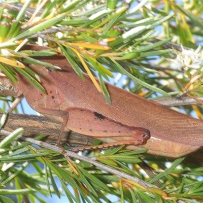 Unverified Grasshopper (several families) at Yarralumla, ACT - Yesterday by Harrisi